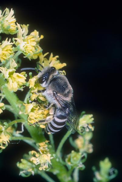 Les abeilles sauvages de Suisse  - Colletes nigricans