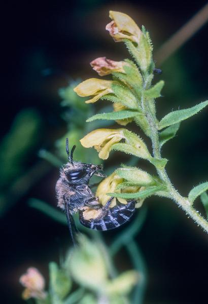 Les abeilles sauvages de Suisse  - Colletes sierrensis
