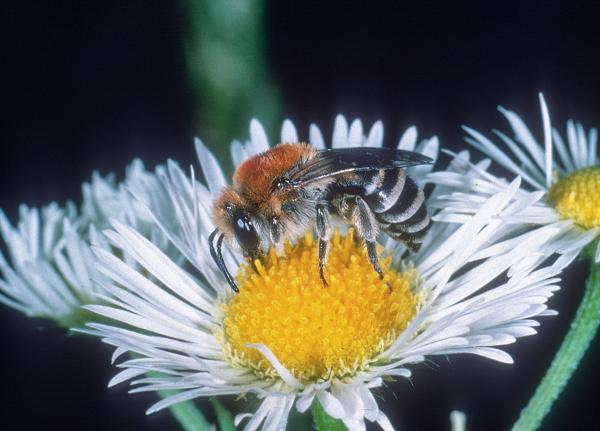 Wildbienen der Schweiz Rainfarn-Seidenbiene - Colletes similis