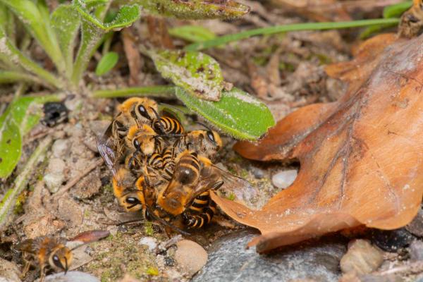 Les abeilles sauvages de Suisse  - Colletes hederae