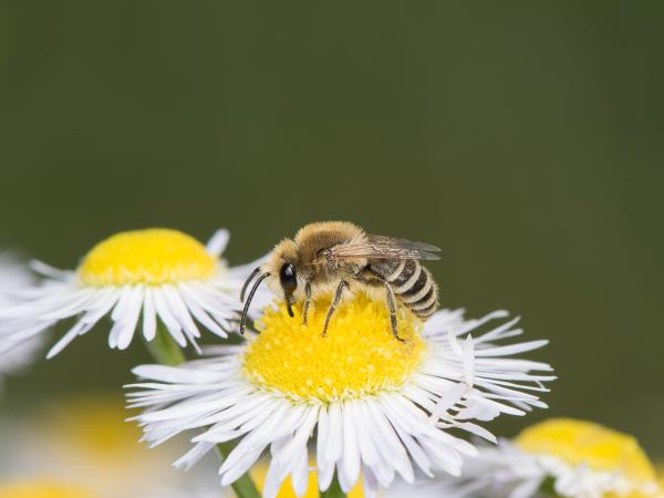 Wildbienen der Schweiz Rainfarn-Seidenbiene - Colletes similis