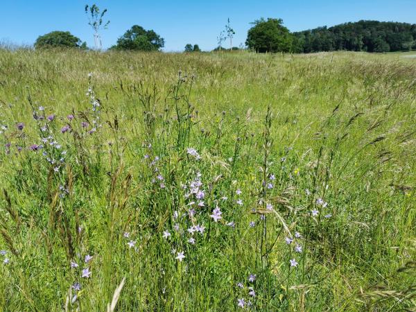 Wildbienen der Schweiz  - Andrena pandellei