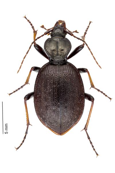 Carabes de Suisse  - Cychrus attenuatus attenuatus