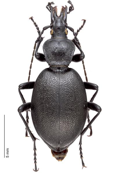 Carabes de Suisse  - Cychrus caraboides caraboides