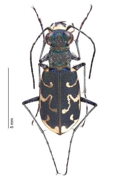   - Cylindera arenaria arenaria