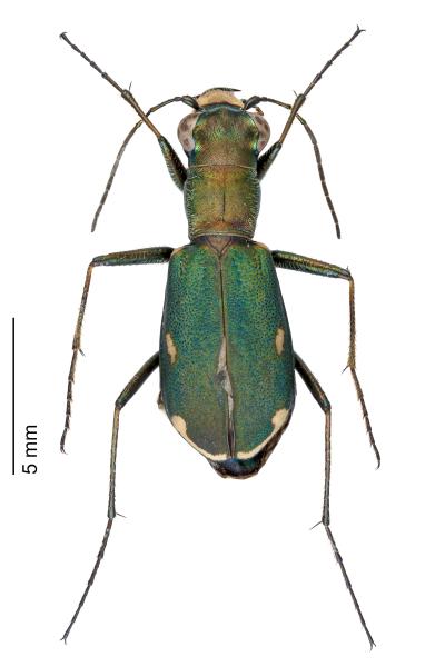 Carabes de Suisse  - Cylindera germanica germanica
