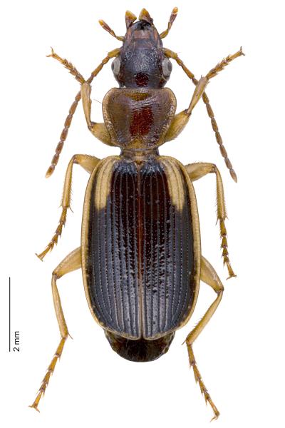 Carabes de Suisse  - Cymindis axillaris axillaris