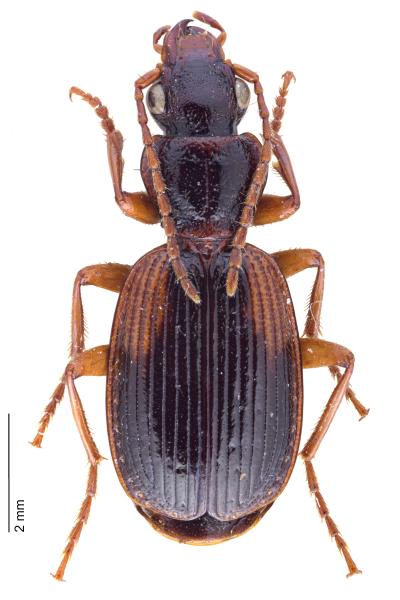   - Cymindis cingulata