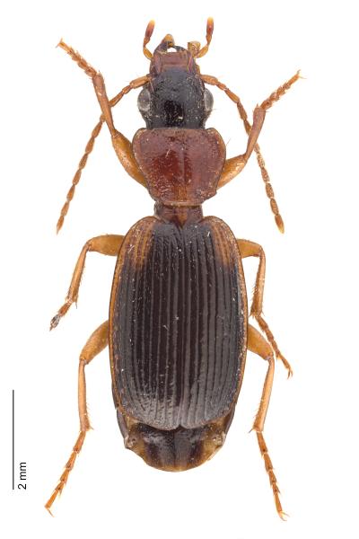 Carabes de Suisse  - Cymindis coadunata