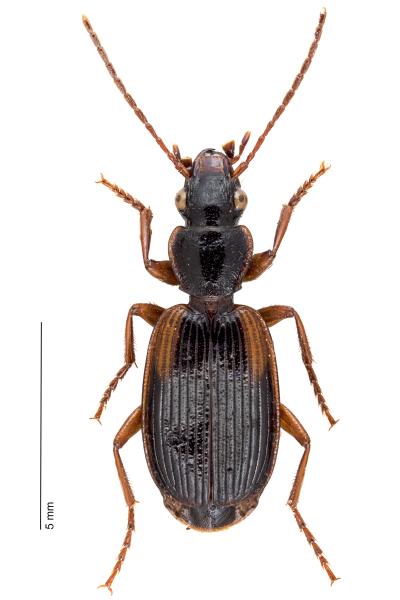 Carabes de Suisse  - Cymindis humeralis