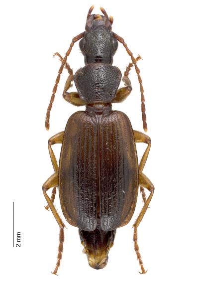 Carabes de Suisse  - Cymindis vaporariorum