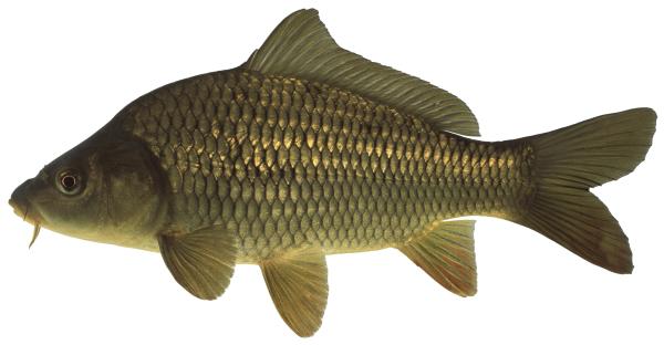 Fischen der Schweiz Karpfen  - Cyprinus carpio 