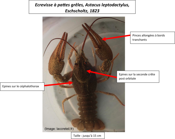  Galizierkrebs - Astacus leptodactylus
