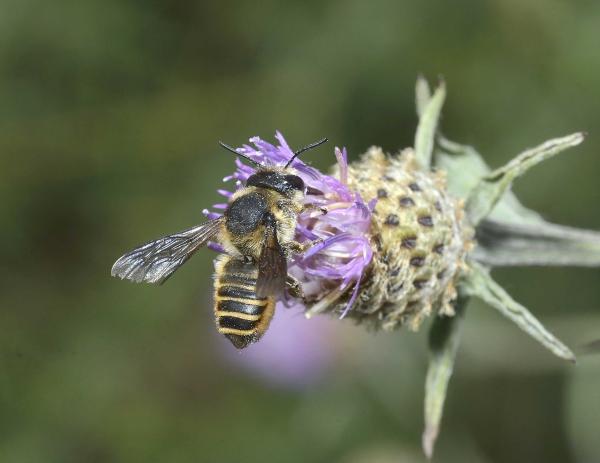 Wildbienen der Schweiz  - Megachile melanopyga
