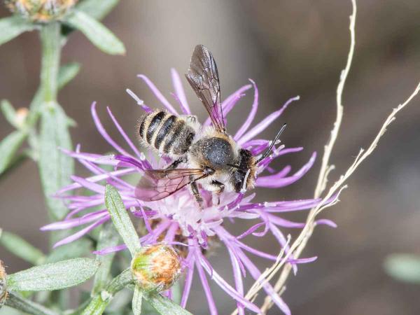 Wildbienen der Schweiz  - Megachile melanopyga