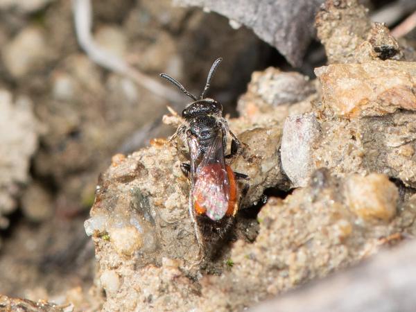 Les abeilles sauvages de Suisse Sphécode nain - Sphecodes miniatus