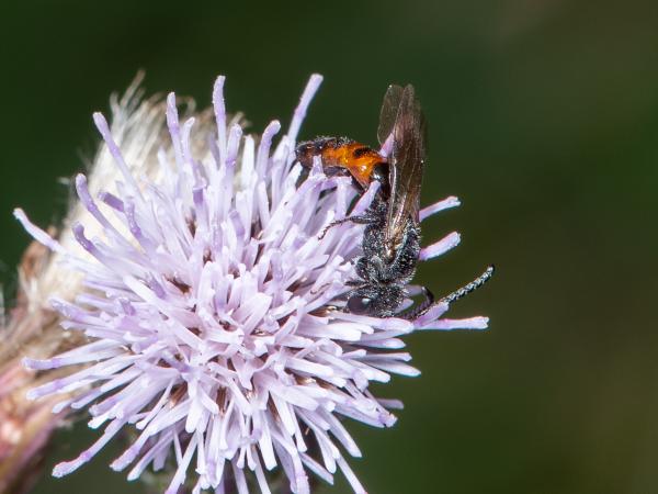 Wildbienen der Schweiz Dickkopf-Blutbiene - Sphecodes monilicornis