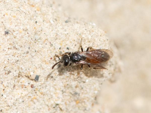 Les abeilles sauvages de Suisse Sphécode ponctué - Sphecodes puncticeps