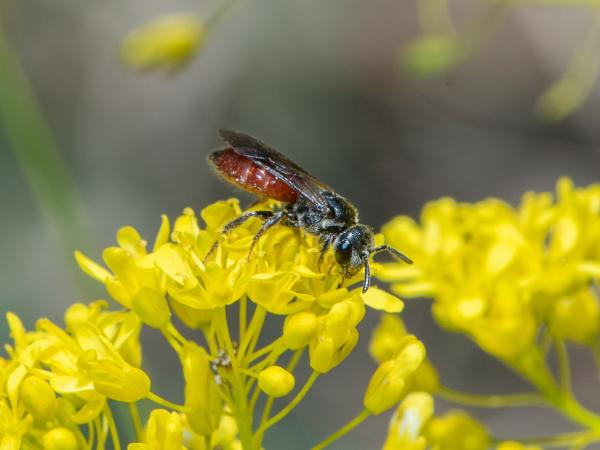 Wildbienen der Schweiz Geriefte Blutbiene - Sphecodes rufiventris