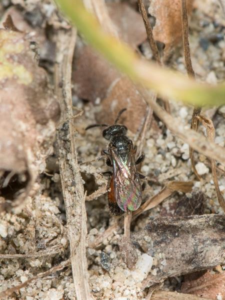 Les abeilles sauvages de Suisse Sphécode allongé - Sphecodes longulus