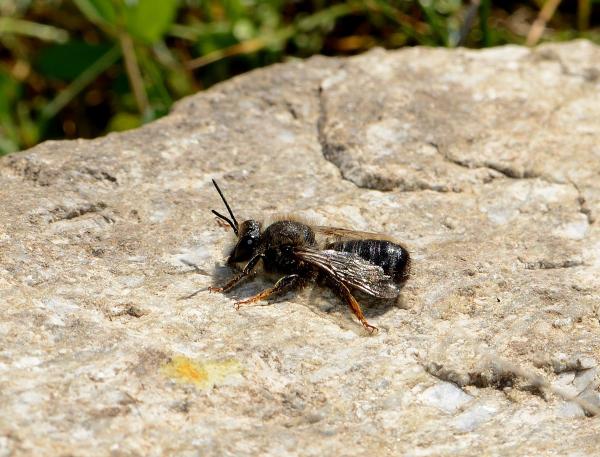 Wildbienen der Schweiz  - Megachile pyrenaica