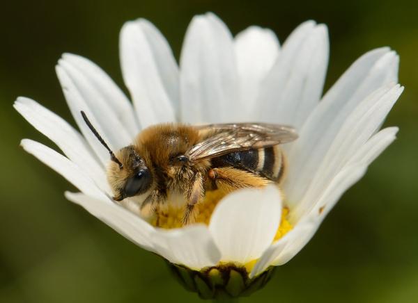 Wildbienen der Schweiz  - Eucera nigrifacies
