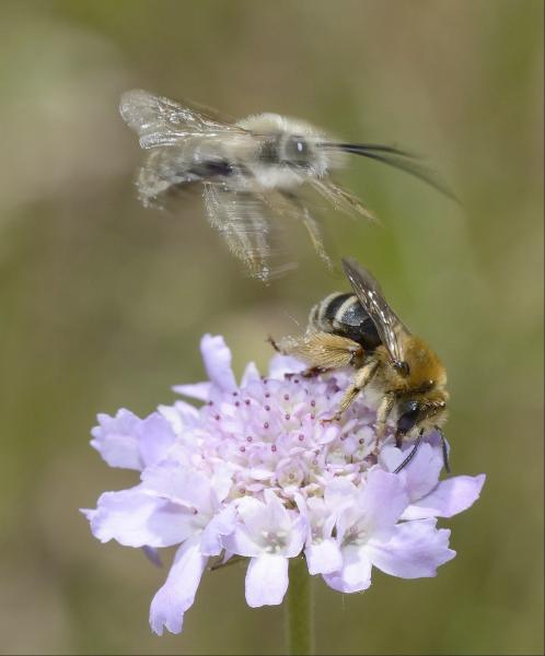 Wildbienen der Schweiz  - Eucera nigrifacies