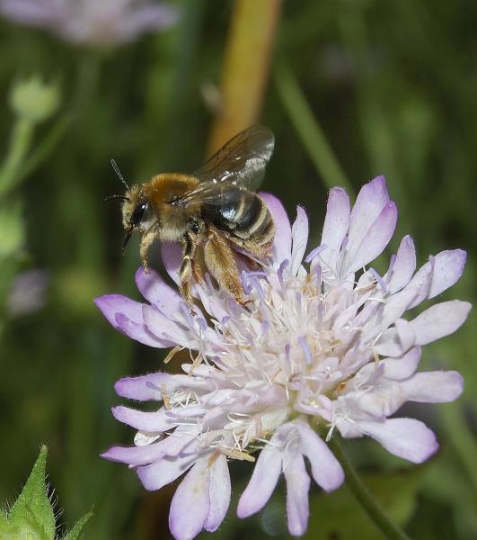 Wildbienen der Schweiz  - Eucera nigrifacies