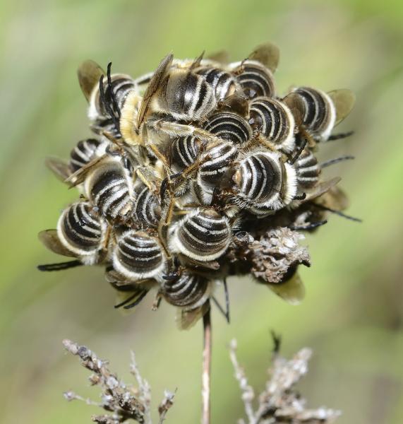 Wildbienen der Schweiz  - Eucera nigrifacies