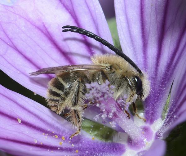 Wildbienen der Schweiz  - Eucera nigrifacies