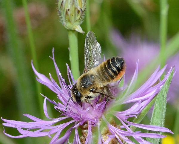 Wildbienen der Schweiz  - Megachile lagopoda
