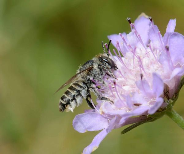 Wildbienen der Schweiz  - Megachile leachella