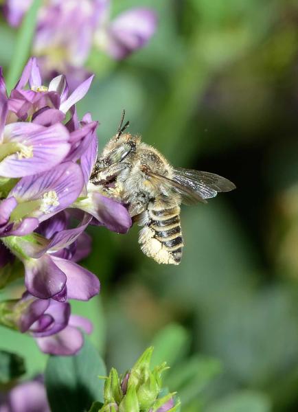 Wildbienen der Schweiz  - Megachile leachella