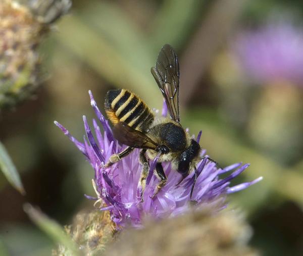 Wildbienen der Schweiz  - Megachile melanopyga