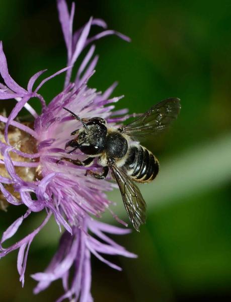 Wildbienen der Schweiz  - Megachile pilicrus