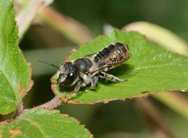 Wildbienen der Schweiz  - Megachile pilicrus