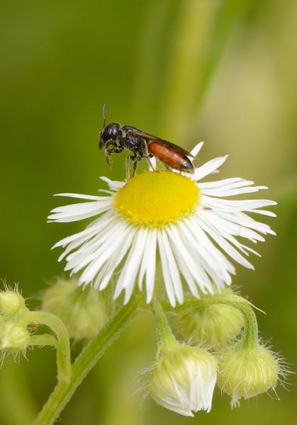 Wildbienen der Schweiz Dickkopf-Blutbiene - Sphecodes monilicornis