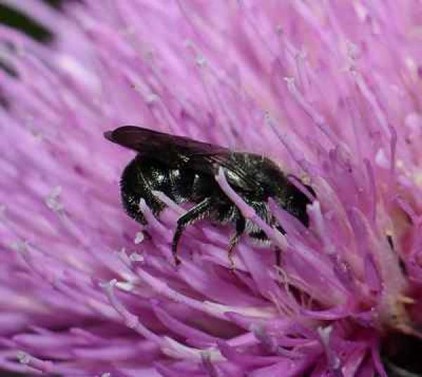 Wildbienen der Schweiz  - Stelis phaeoptera