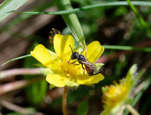 Wildbienen der Schweiz Spanische Blutbiene - Sphecodes pseudofasciatus
