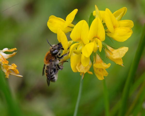 Wildbienen der Schweiz  - Trachusa byssina