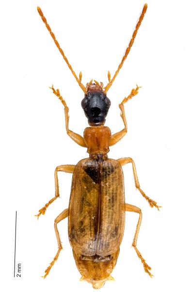   - Demetrias atricapillus