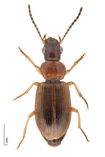   - Dicheirotrichus placidus