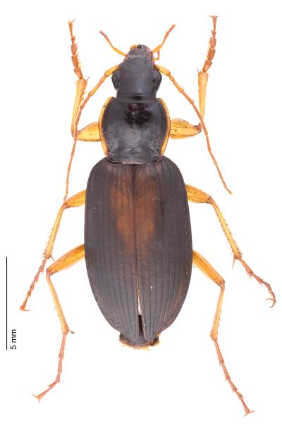   - Dolichus halensis