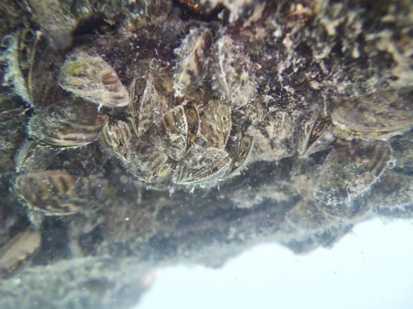  Zebramuschel, Wandermuschel - Dreissena polymorpha