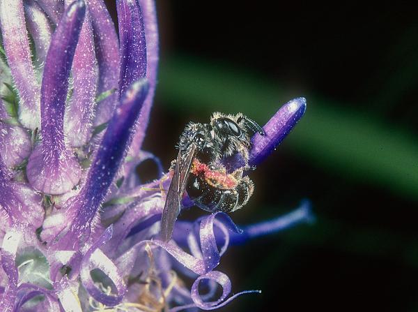 Les abeilles sauvages de Suisse Dufourée alpine - Dufourea alpina