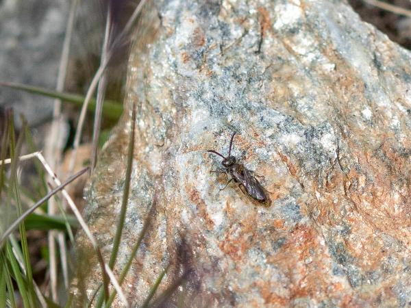 Les abeilles sauvages de Suisse Dufourée alpine - Dufourea alpina