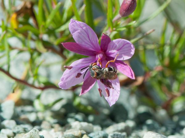 Wildbienen der Schweiz Alpen-Filzbiene - Epeolus alpinus