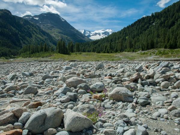 Wildbienen der Schweiz Alpen-Filzbiene - Epeolus alpinus