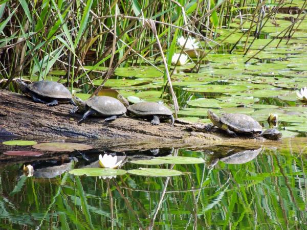  Rotwangen-Schmuckschildröte - Trachemys scripta elegans