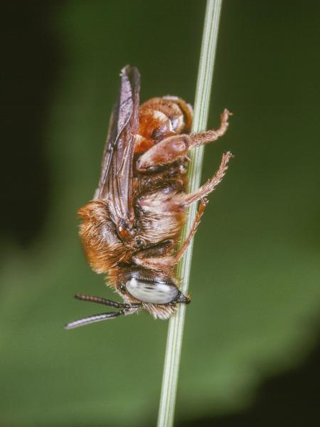 Les abeilles sauvages de Suisse Epéoloïde commun - Epeoloides coecutiens